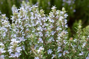 Field of beautiful Rosemary in full bloom.