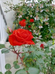 Garden scarlet rose