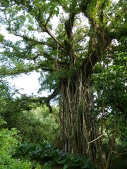 Fototapeta premium Portrait shot of a fig tree growing by the side of the road in the jungles of Rota, Northern Mariana Islands