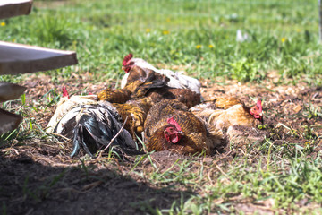 Cute pets are chicken and rooster. Wild birds in nature, in a meadow. Stock background, photo