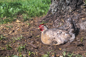 Cute pets are chicken and rooster. Wild birds in nature, in a meadow. Stock background, photo