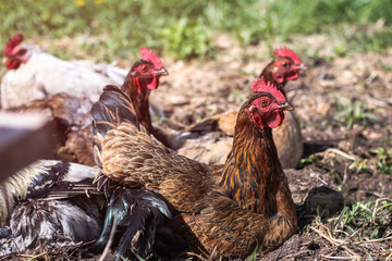 Cute pets are chicken and rooster. Wild birds in nature, in a meadow. Stock background, photo