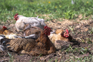 Cute pets are chicken and rooster. Wild birds in nature, in a meadow. Stock background, photo