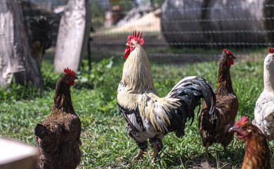 Cute pets are chicken and rooster. Wild birds in nature, in a meadow. Stock background, photo