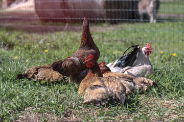 Cute pets are chicken and rooster. Wild birds in nature, in a meadow. Stock background, photo