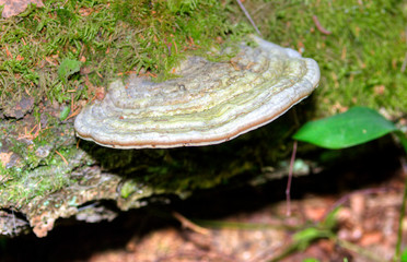 Polyporaceae