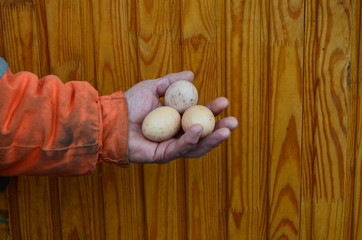 Chicken eggs on hand men