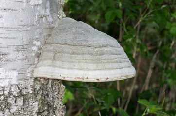 Polyporaceae