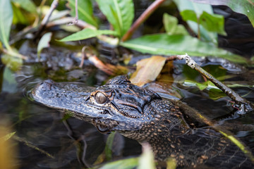 Baby Gator 3