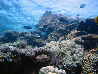 Fototapeta na wymiar Amazing underwater world - Red Sea, Egypt.