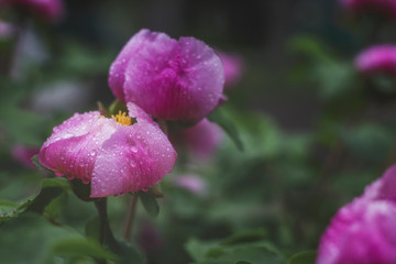 Delicate spring flower of peony that grows in the mountains