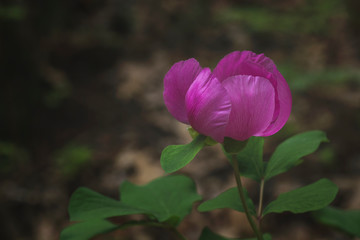 Delicate spring flower of peony that grows in the mountains