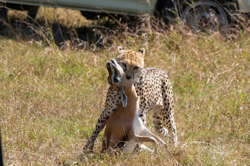 A female cheetah eating the gazelle kill in the plains of Masai Mara National Park during a...