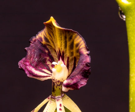 Encyclica cochleata, eine dankbare exotische Orchidee