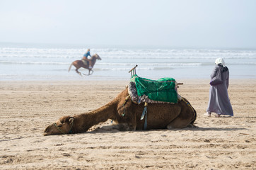 Dromedary and arabic woman on the beach of Essaouira, Morocco