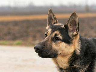 Eastern European Sheepdog, black german shepherd