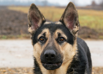 Eastern European Sheepdog, black german shepherd