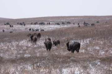 Fototapeta na wymiar Winter Herd
