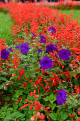 Flowerbed with Salvia splendens (Scarlet sage) and multicoloured petunias
