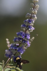 A branch of lavender flowers with bumble bees hovering 