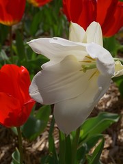 Extreme closeup of a white tulip with tilted sideways in the garden