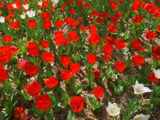 A field of beautiful blooming red and white tulips in the garden 