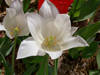 Closeup downward shot of white blooming tulips in a garden in spring