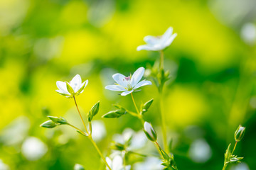 Blooming spring flowers