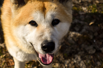 Young Akita dog pose looking into camera