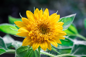 Pretty sunflower