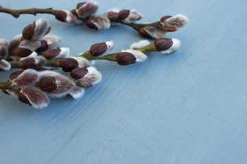 Willow pussy on a light background. Traditional Easter background. Spring background. Close-up. Copy space.