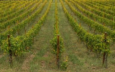 Fototapeta premium agricultural field lines green farming country side green rural environment landscape, beautiful perspective photography foreshortening