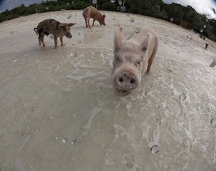  Close top shot of the head of a pinkish pig walking on the white sand beach of the Pig Island in the Bahamas  