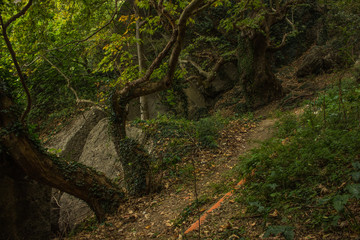 mysterious scary trees branches and roots in deep dark fantasy forest nature atmospheric environment space