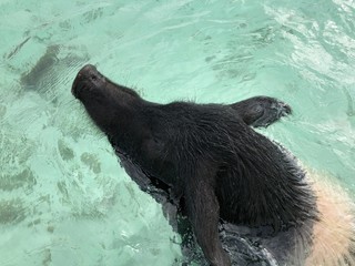 Close up of the head of a black swimming pig with its head above the water at the Pig Island in the Bahamas 
