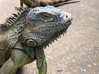 Close up of the head of an iguana in the beach 