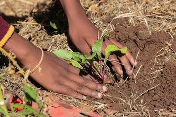 Close up of African child hands planting vegetables in soil