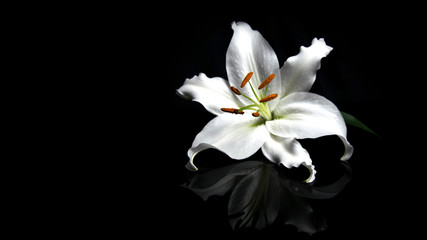 Weiße Lilie auf schwarzem Hintergrund