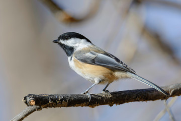 Naklejka premium Black Capped Chickadee