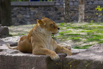 Naklejka na ściany i meble Lioness resting lying on a rock