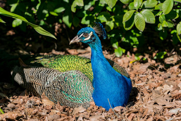 Obraz premium Peacock sitting in the forest