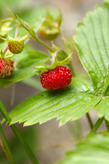 Fragaria vesca