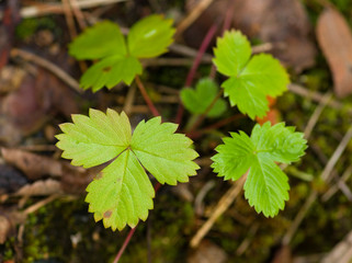 Fragaria vesca