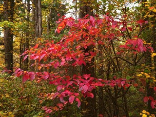 Nature showcases burst of colors in the forest at autumn