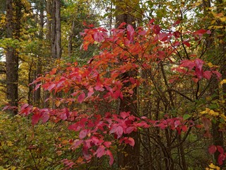 Burst of colors in the tree leaves at autumn
