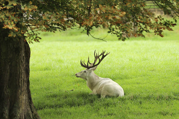 Naklejka na ściany i meble Cervus elaphus - red deer in very rare white colored form lying on pasture