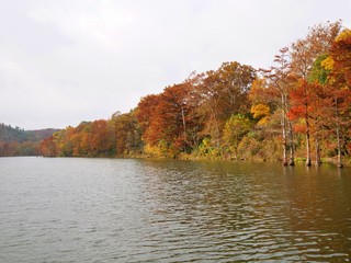 Colorful trees at the bank of Mountain Fork River at Beavers Bend State Park, Oklahoma in autumn.