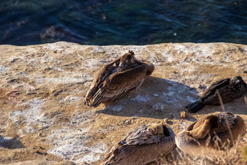Scoop/squadron/pod of pelicans curled up against the wind and cold