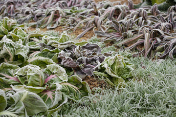 frost salad after a cold night in winter