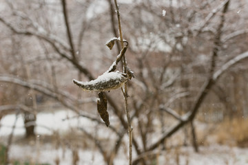 milkweed seed pod in the snow
